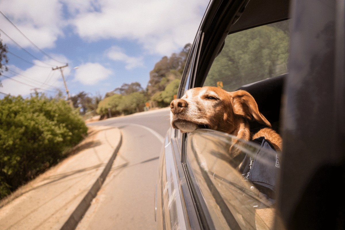 Does your dog stick its head out the car window? How dangerous is that?