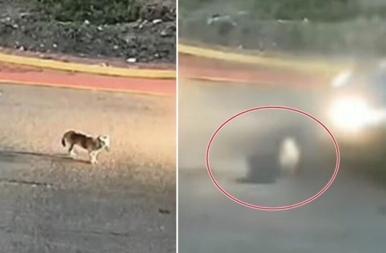 A 50,000-euro fine for the 60-year-old woman who ran over the puppy in Gastouni