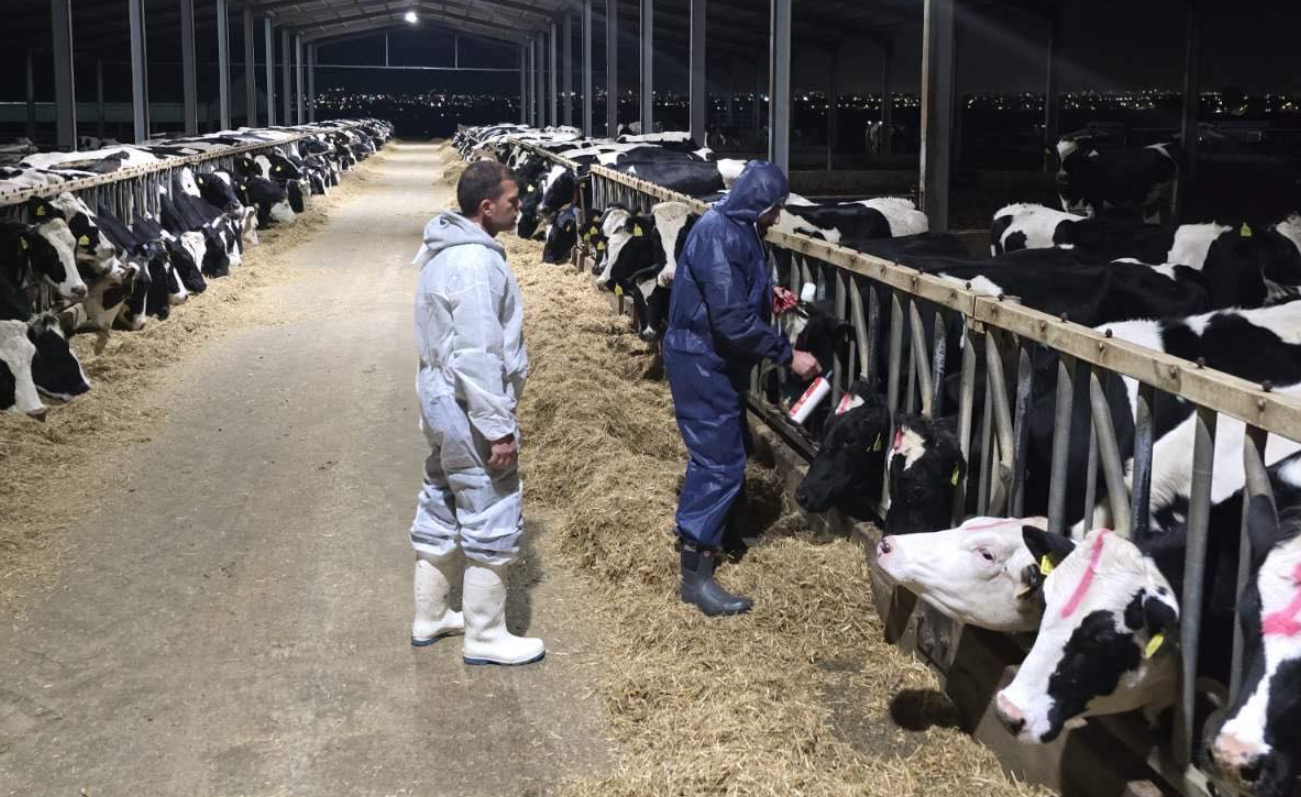 Cow's milk deliveries increased despite the foot-and-mouth disease outbreak