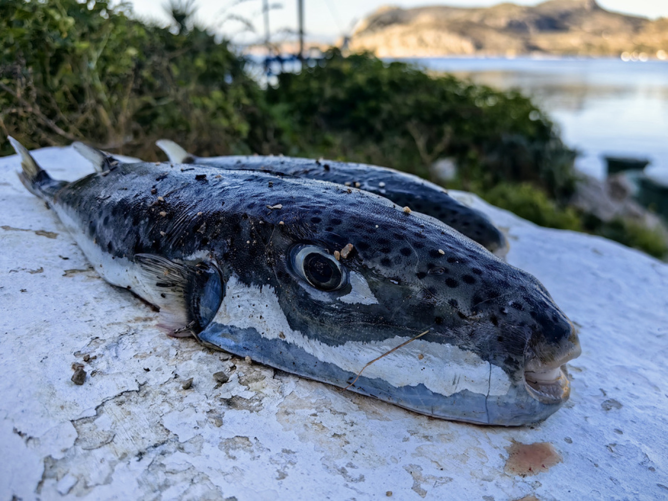 Harehead in Cypriot Waters: What to Do and What Not to Do If You Encounter One