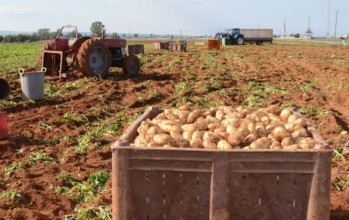 Potato farmers are "up in arms": They are threatening to block roads and take legal action