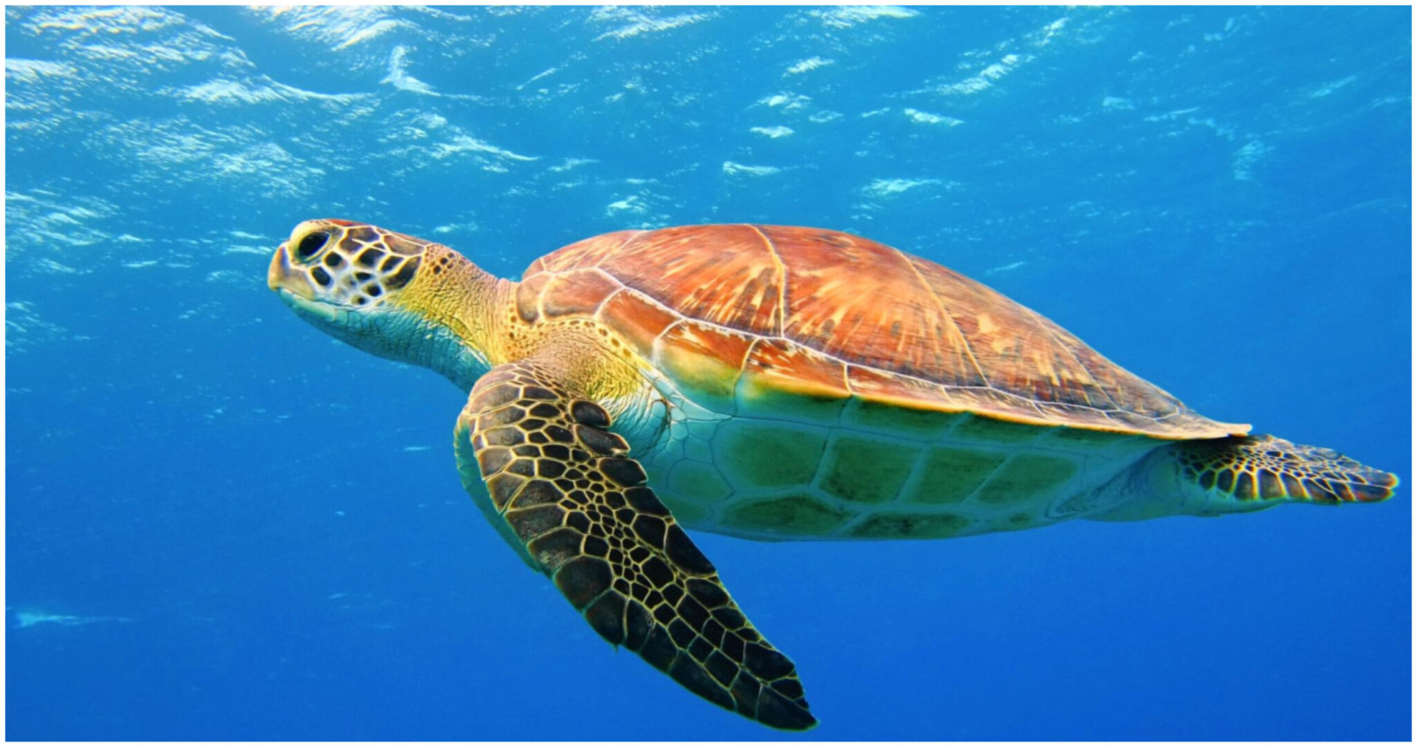 Greek Singer in Shock – She Was Bitten by a Loggerhead Turtle