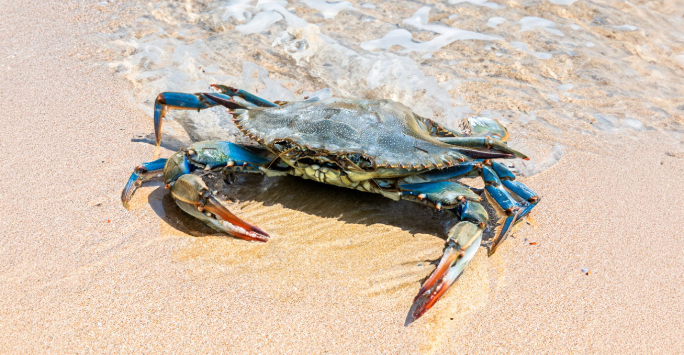 The “Italian” invader of the Peneus River: The blue crab that tears through the nets and becomes a delicacy