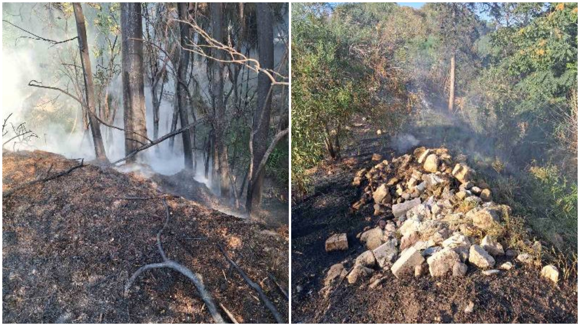 VIDEO & PHOTOS: Fire in Akademias Park; Forest Service and Fire Department rushed to the scene