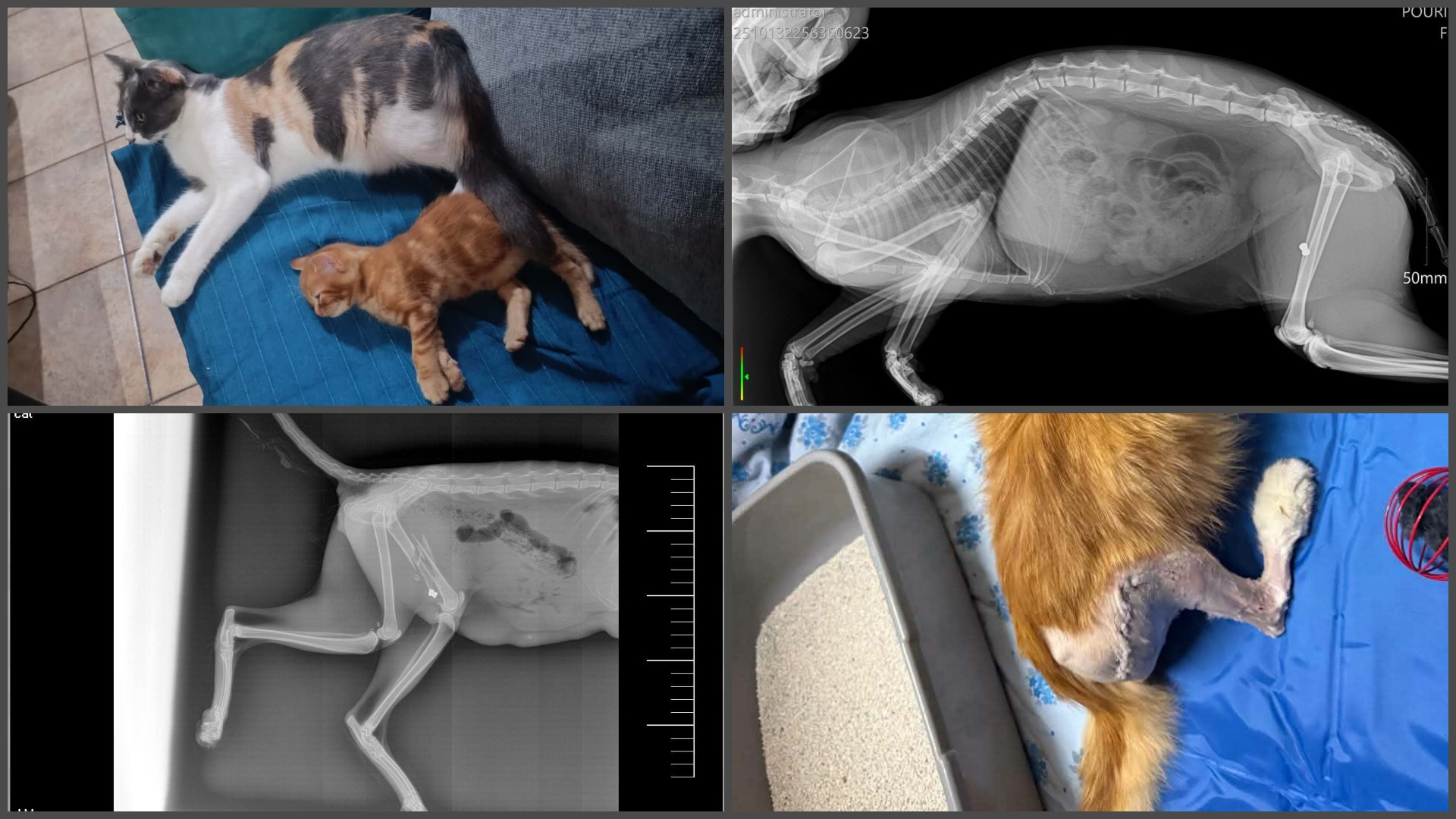 Horrifying footage from Lakatamia: For two years now, cats have been shot and dogs have been kept caged on a rooftop