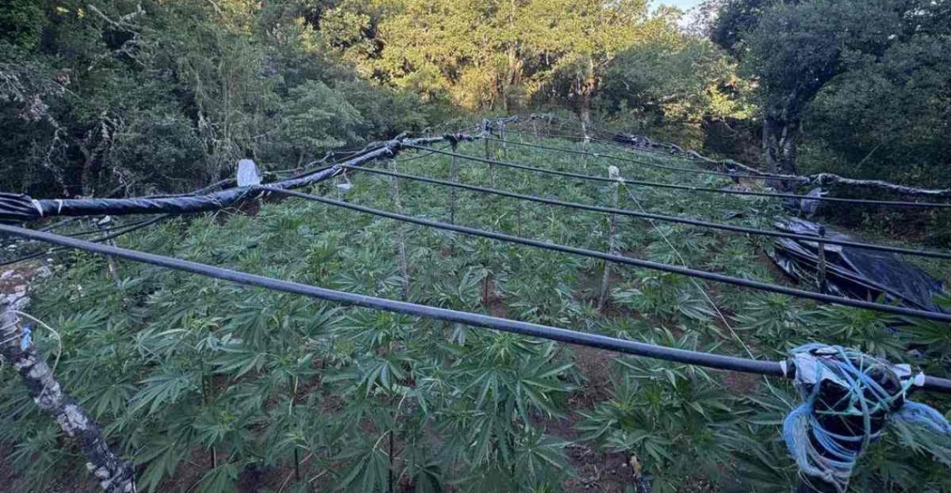 A cannabis plantation with 4,000 plants was discovered in a village in Lamia; three people were arrested