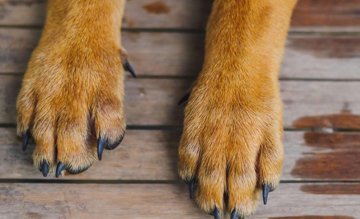 Vicious Dog Attack in Vrilissia: A 66-Year-Old Man Was Injured; His Dog Was Killed