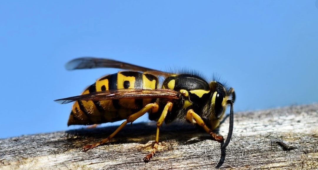 Tragedy in Euboea: 64-Year-Old Man Dies After Wasp Sting