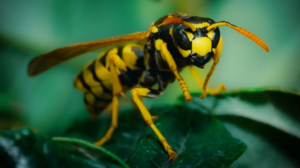 Tragedy in Kymi: A 64-year-old man died of anaphylactic shock after being stung by a wasp