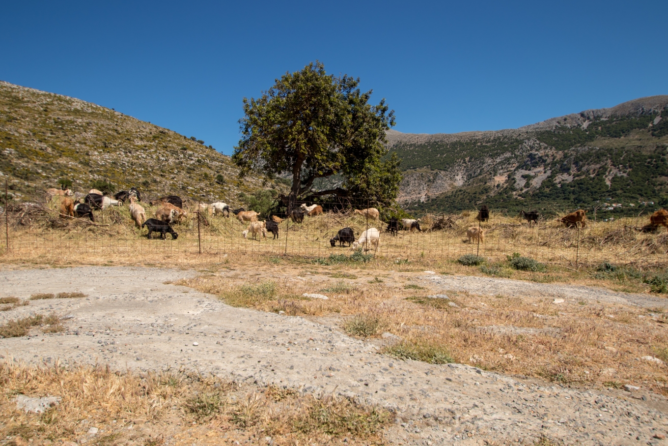 A livestock farmer on Lesbos “passed away” after his herd was culled due to foot-and-mouth disease