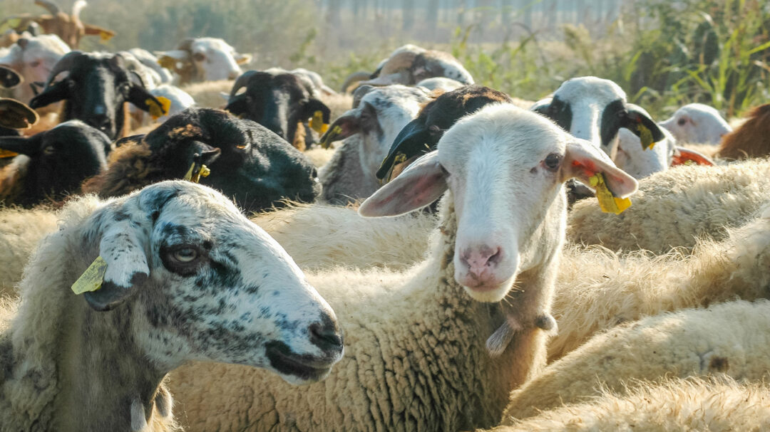 Agricultural organizations: They support the program for the reconstruction of the livestock industry