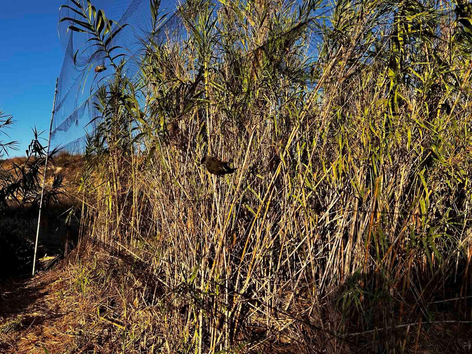 British Bases on Full Alert Due to… Grapevines: How They’ll Monitor for Violators