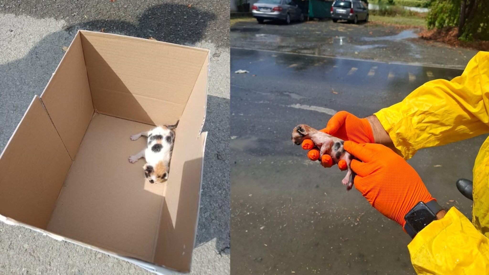 PHOTO: Newborn kitten rescued amid heavy rainfall