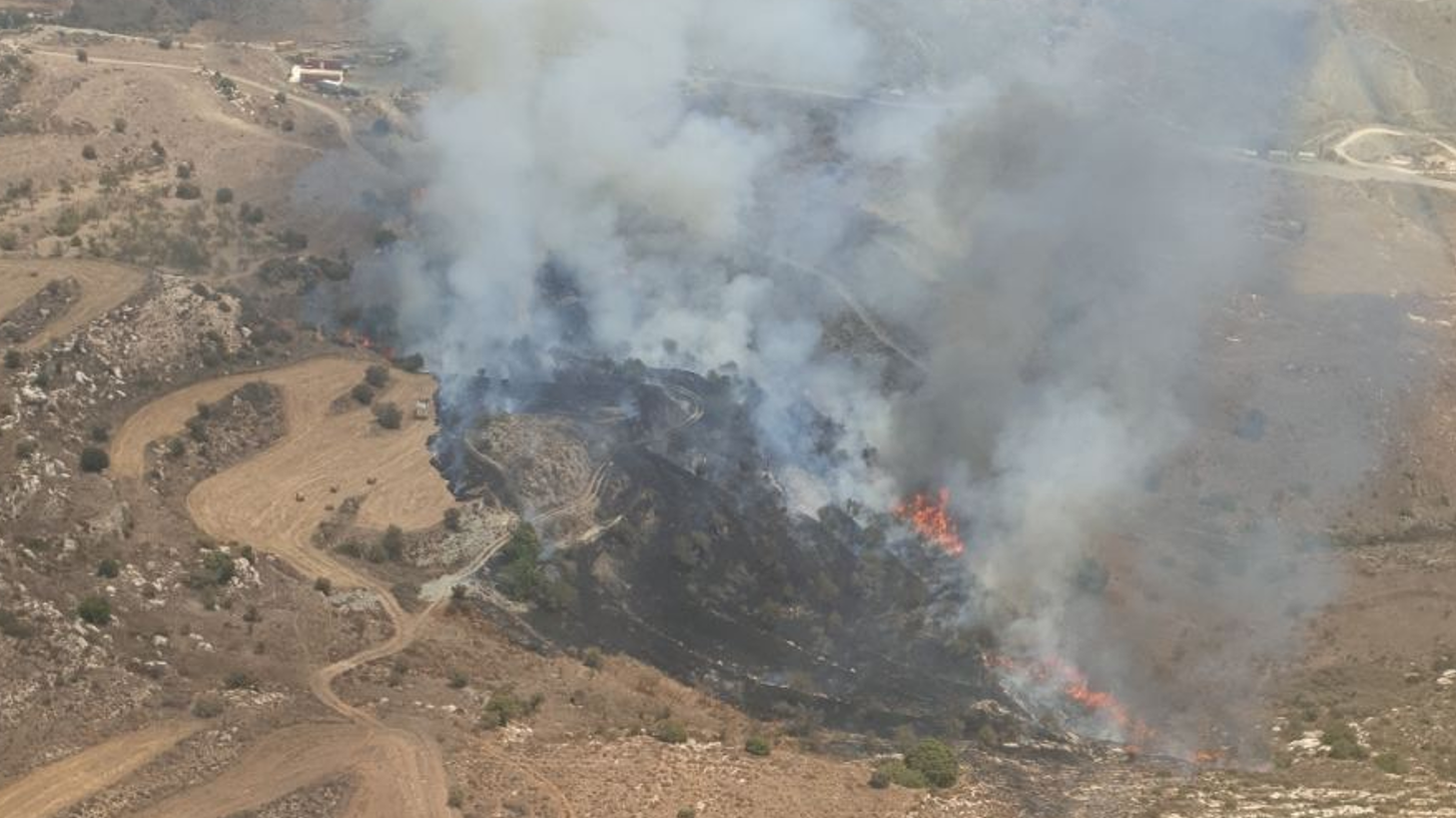 VIDEO: A field of ashes with almond trees and wild vegetation in the Paphos district