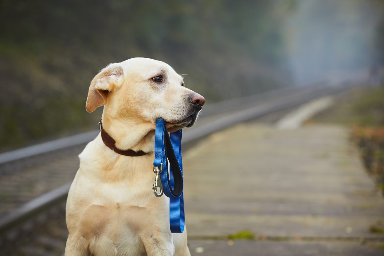 Pet Hotels: Environment Commissioner Prepares Report