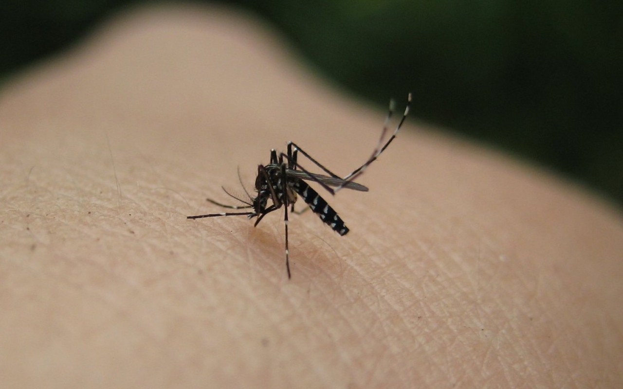 Alarm at the Ministry of Health: A case of West Nile virus has been detected in Cyprus