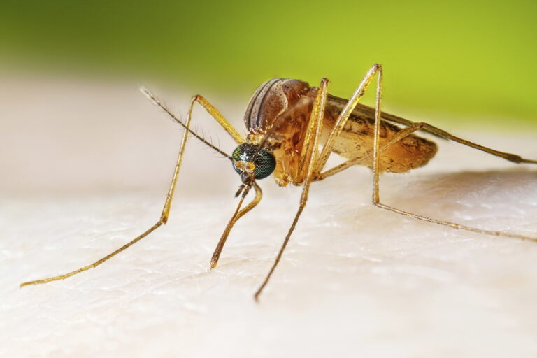 The 74-year-old man who contracted the West Nile virus had no travel history; the action plan was activated