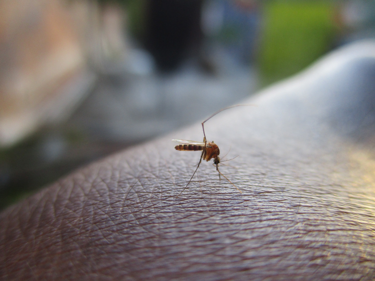 The ECDC Report on the Dengue Virus and Reports from Cyprus