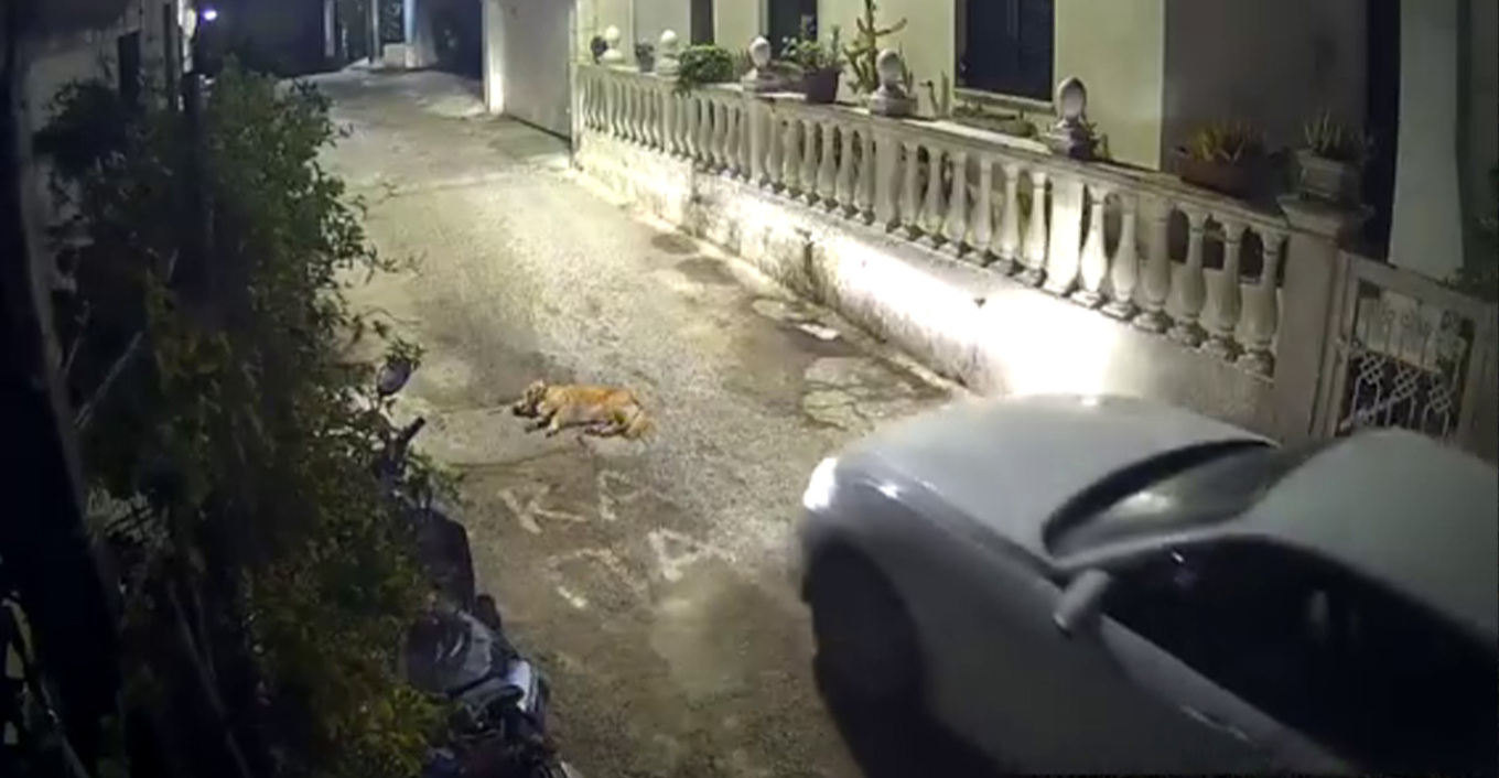 Unbelievable cruelty in Corfu: A driver ran over and killed a dog that was sleeping on the street