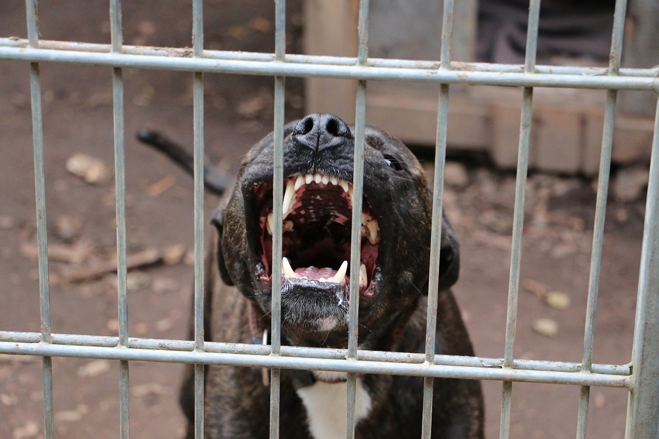 A dog attacked a 16-year-old girl and killed her puppy in Menidi; the owner was arrested