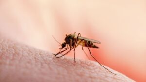 West Nile Virus: 47 new cases in the past week