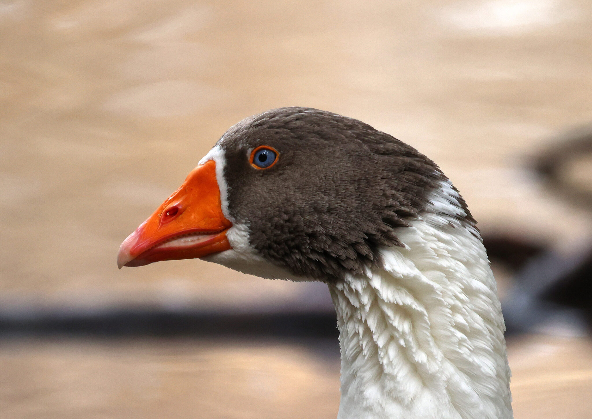 Confirmation of the second case of avian flu in Athalassa Park is just a matter of hours