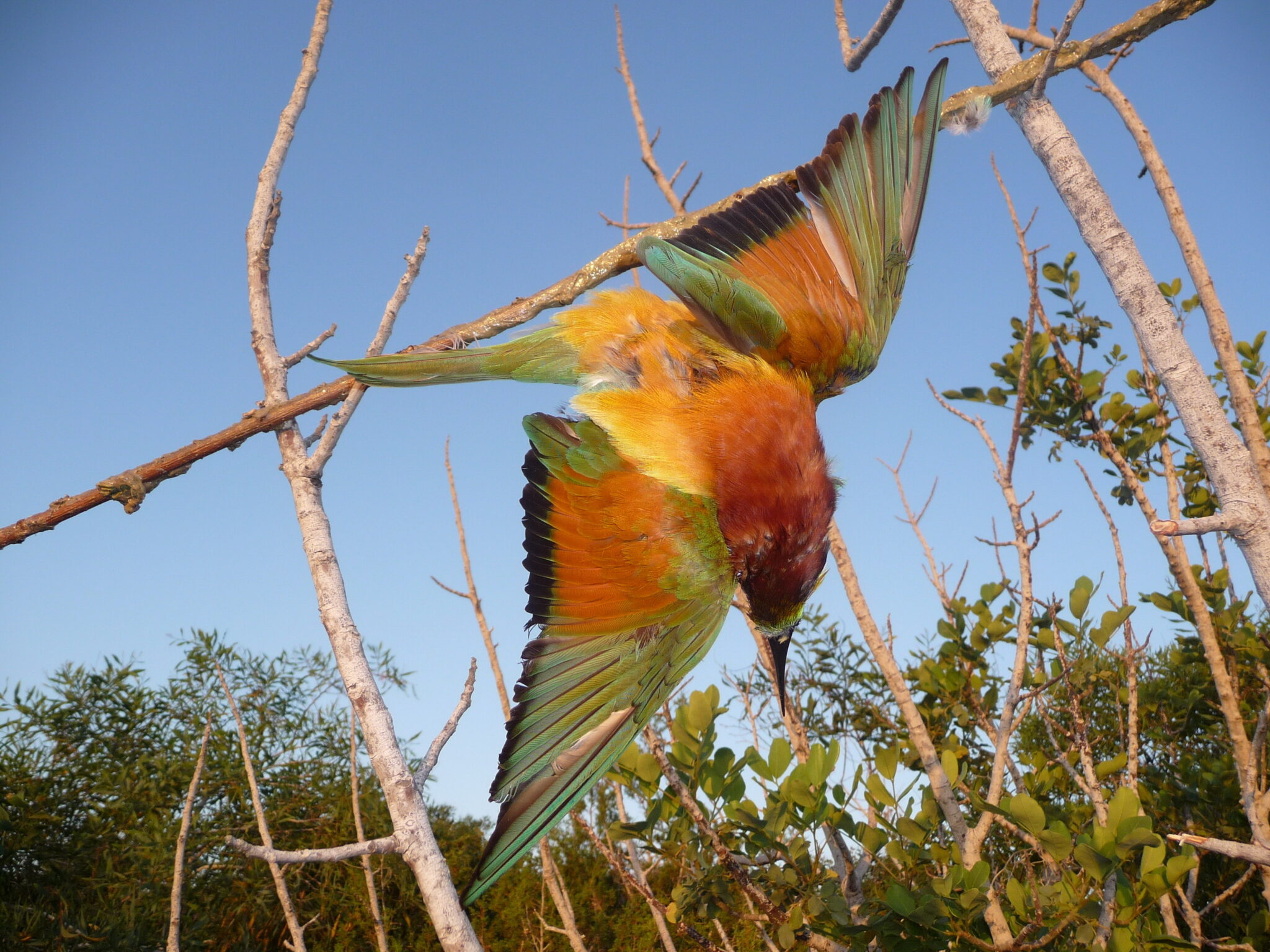 He had set up bird-trapping nets and admitted to poaching during questioning