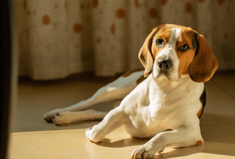 Dogs: What’s the difference between urination and “marking,” and when should you be concerned?