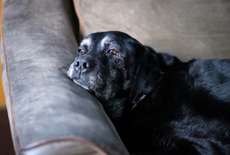 What are the signs that your dog or cat may have dementia?