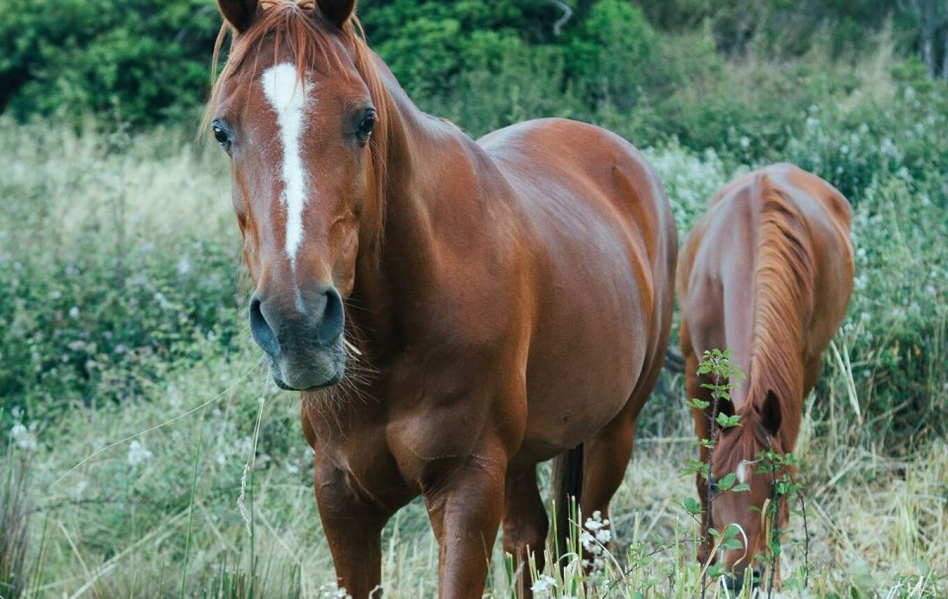 Five cases of West Nile virus in horses in Paralimni
