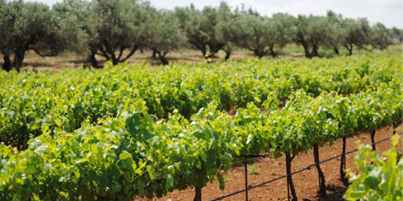 Lawmakers Call for Support for Viticulture; Production Plummets