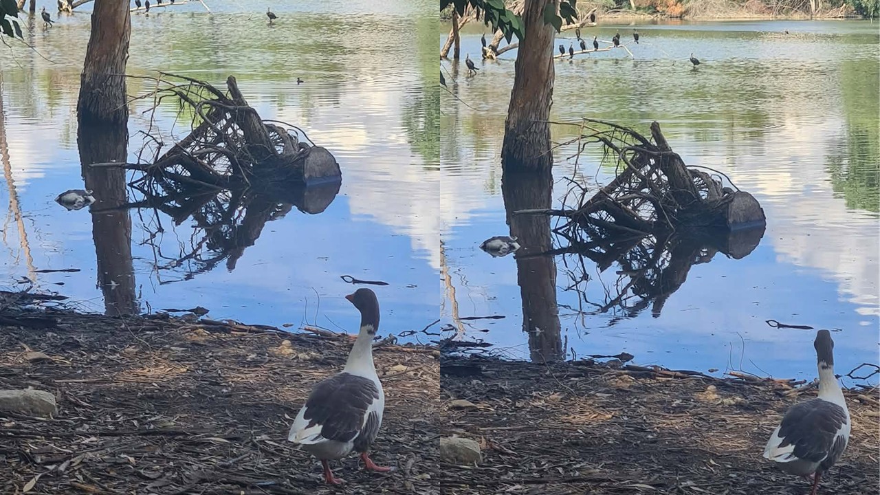 Second Goose Found Dead in Athalassa Park: How Bird Flu Is Transmitted to Humans