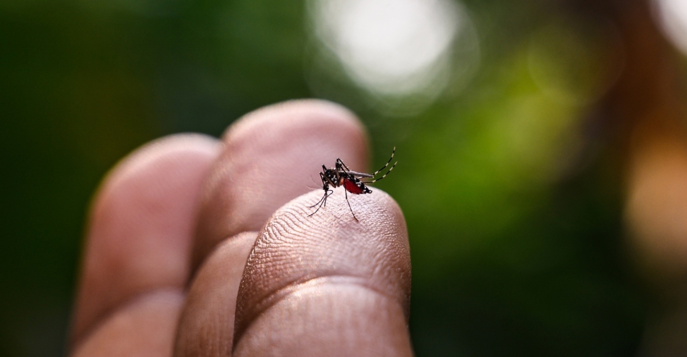 Where mosquitoes “hide”: How to keep them away, what causes their bites, and when to be concerned