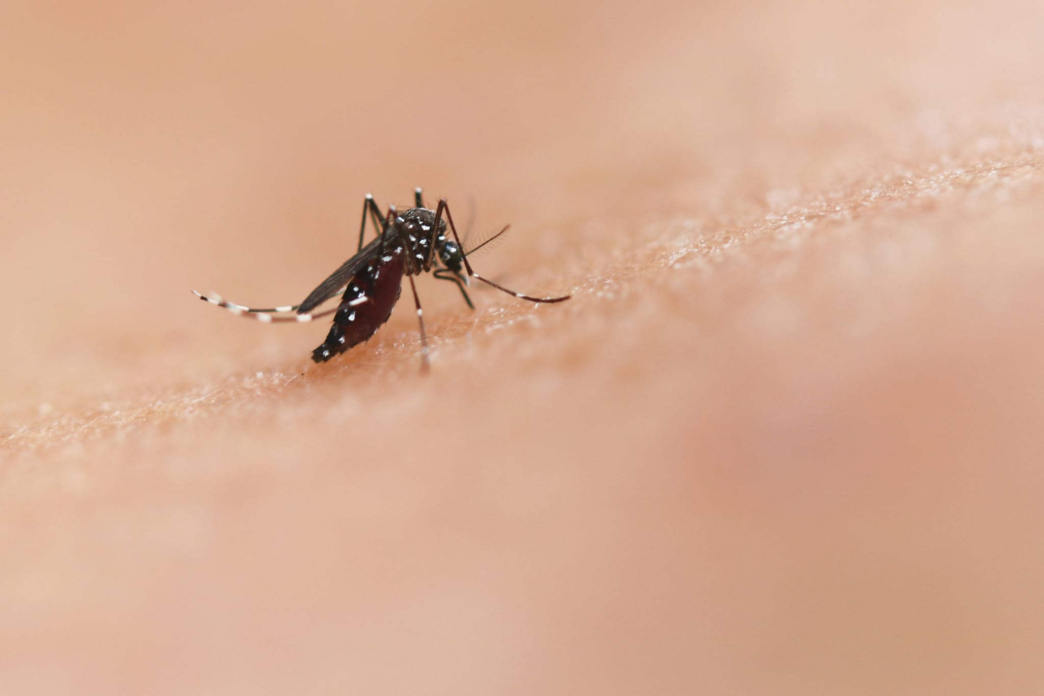 “Cases Will Rise”: Six Confirmed Cases of West Nile Virus in Cyprus, Two More Suspected