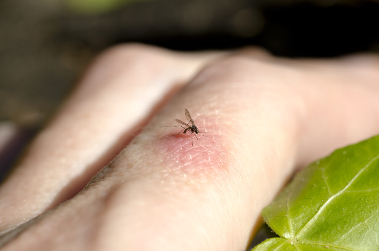 Why Nicosia Is Overrun with Mosquitoes: Where the Breeding Grounds Are and Where Spraying Has Taken Place