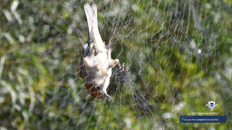 Major operation against poaching in Larnaca: 103 trapped wild birds and 12 dead birds were found