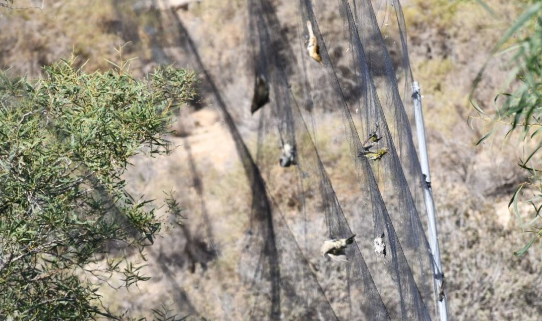 Illegal hunting came at a high price: a 13,500-euro out-of-court settlement for a 36-year-old man in Larnaca