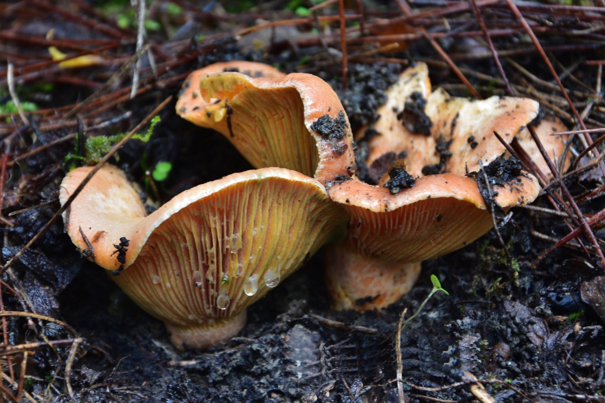 The Forestry Department Warns: What Is Allowed and What Is Prohibited When Picking Mushrooms