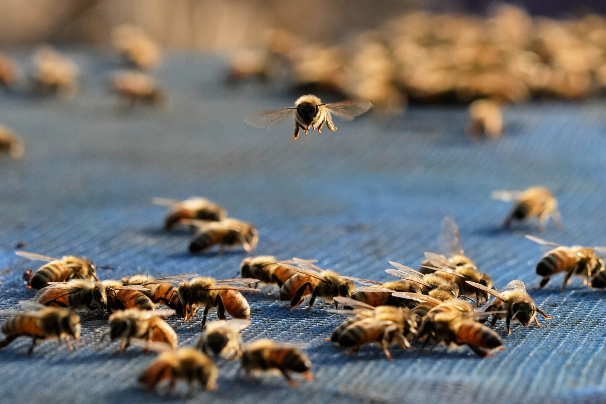 Alarm over bees in Cyprus; dangerous pest detected in Turkey