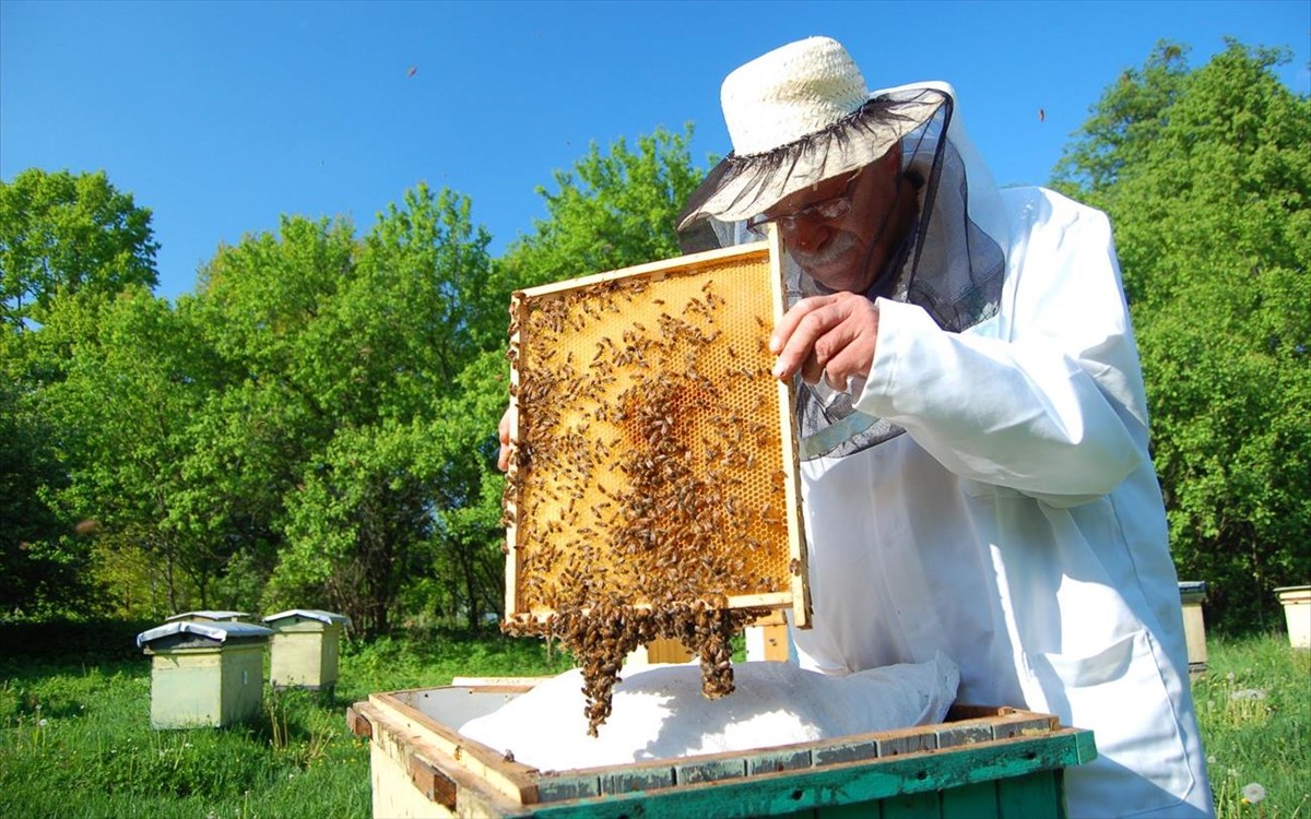 SOS for beekeeping: A new devastating pest is on the horizon—how can it be tackled?