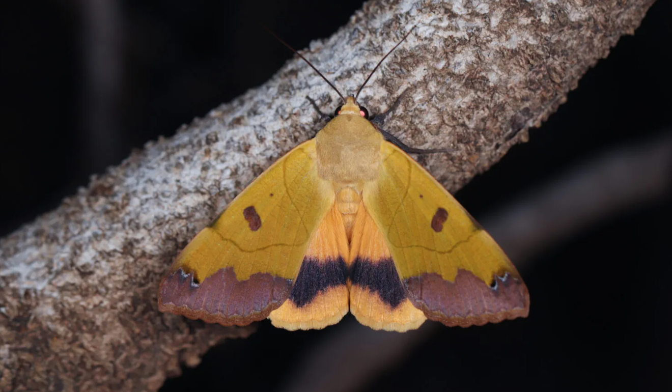 27 European endemic species of moths in Cyprus