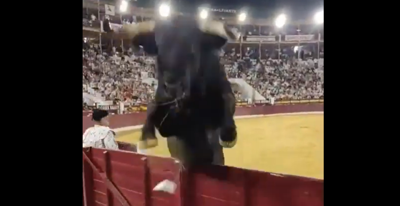 Panic in Spain: The moment a bull breaks out of the arena and “charges” toward the spectators (VIDEO)