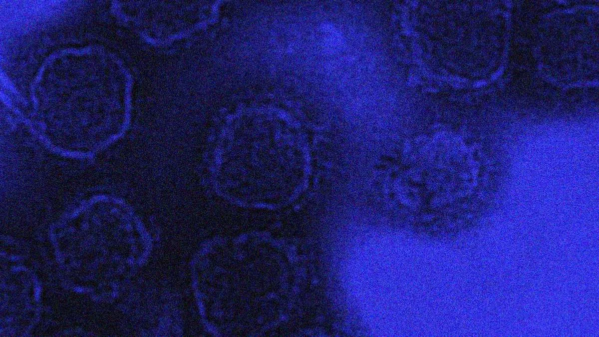 First human infection with the Shamonda virus reported; patient has died