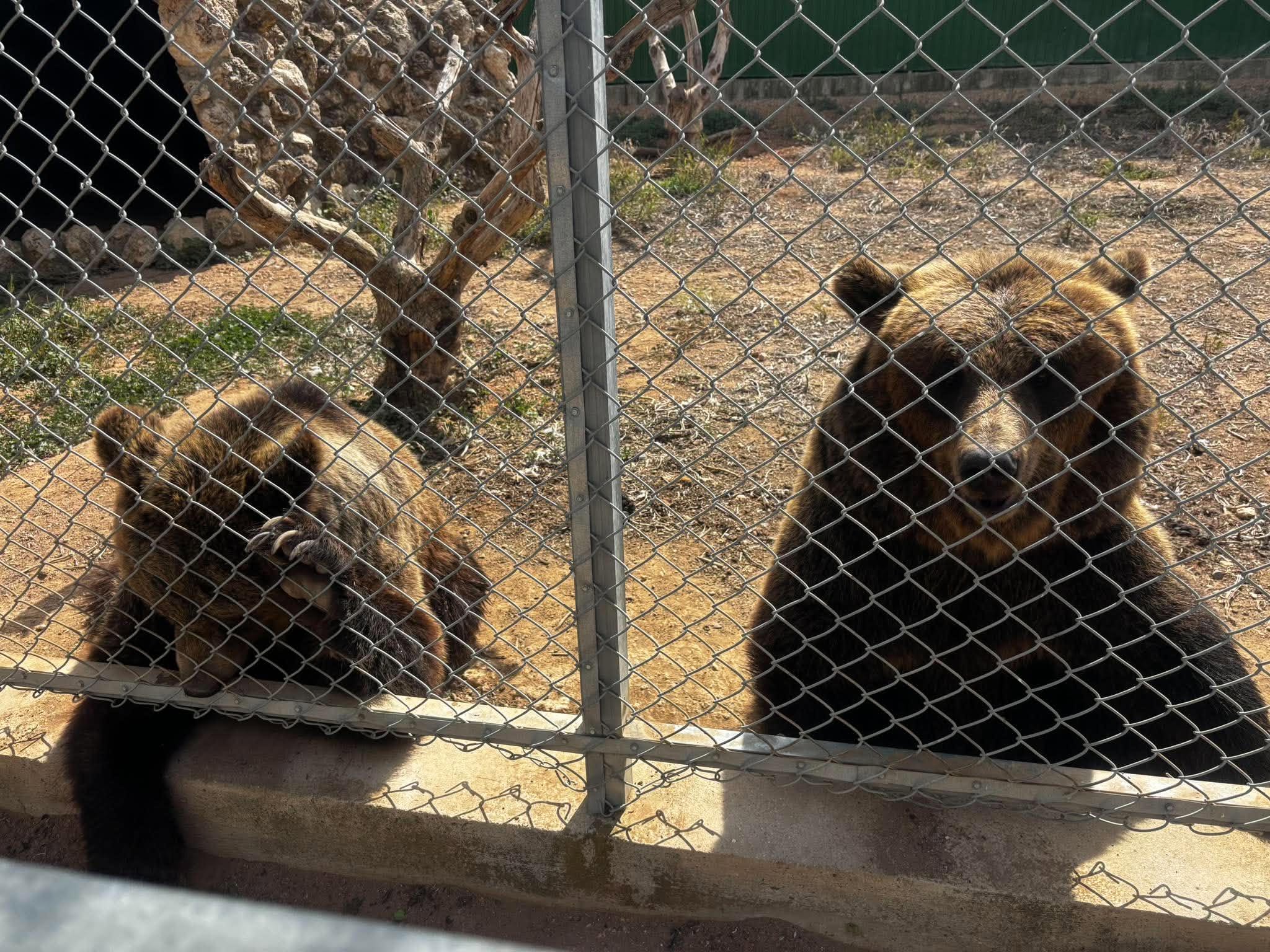 The bear that escaped and the responsibilities that were lost
