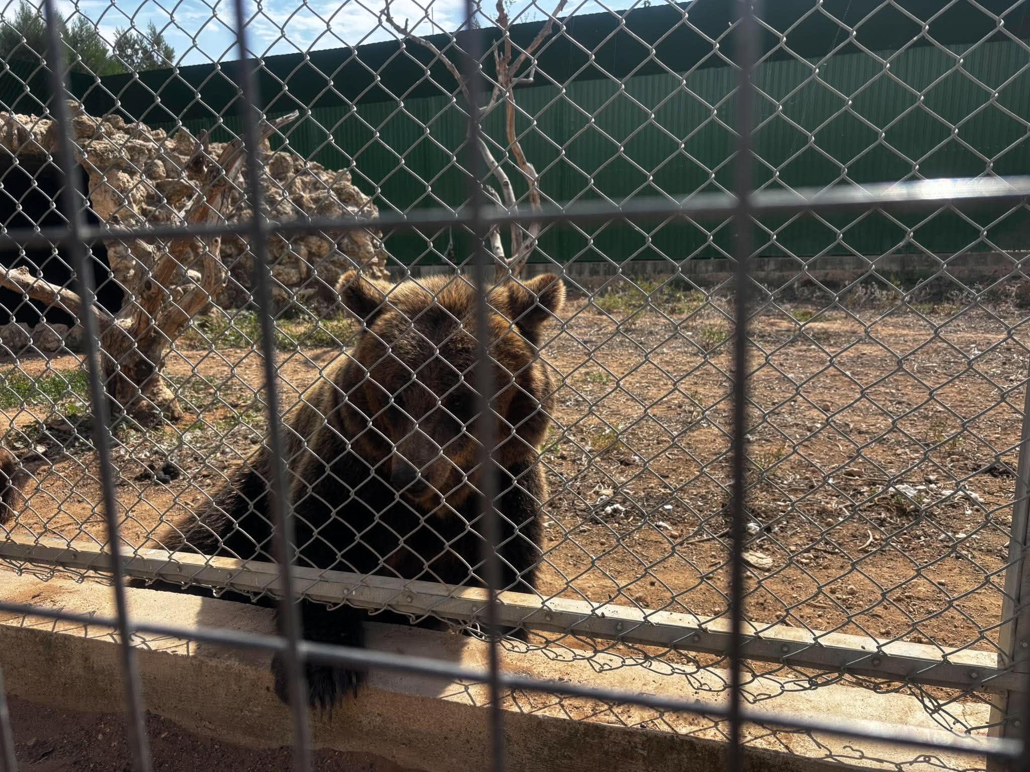 Turmoil and questions following the bear’s escape: What does the zoo owner claim?