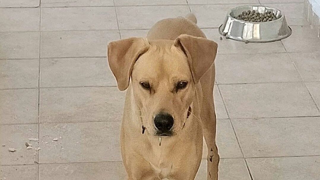 Desperate appeal for Bruno: He has been missing for 17 days—here’s what his guardian is reporting