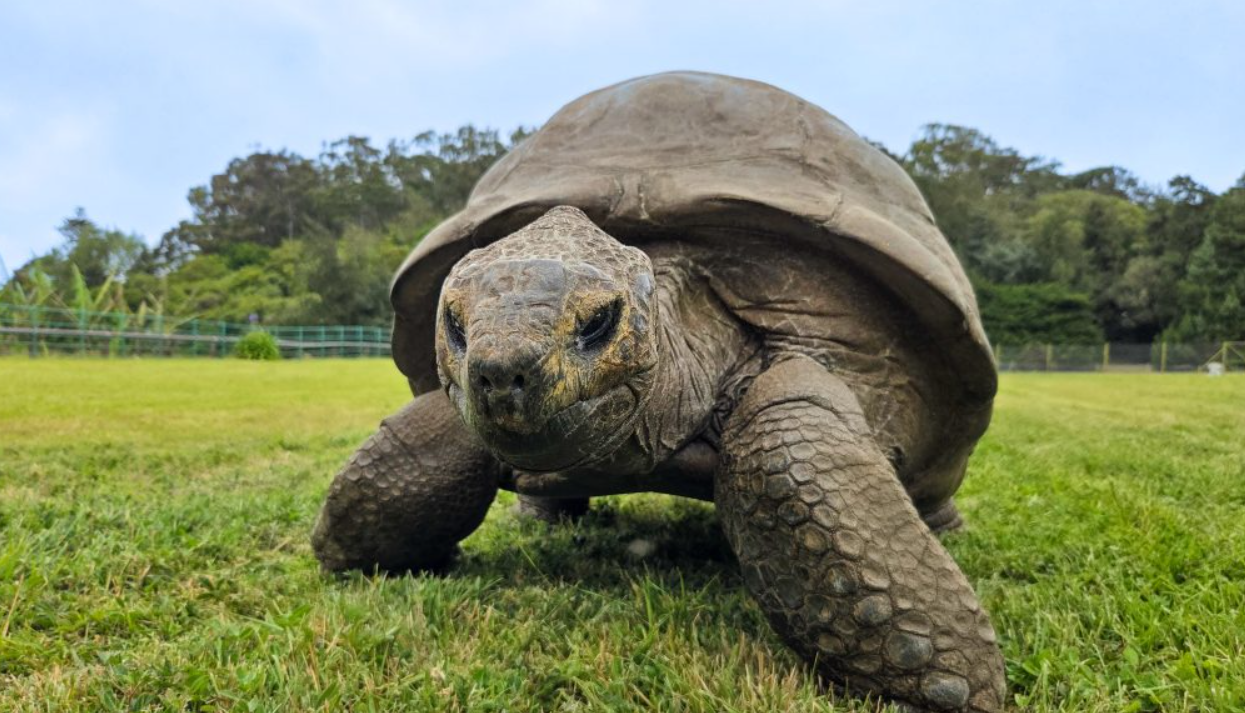 194-Year-Old tortoise: The genetic secrets of its longevity