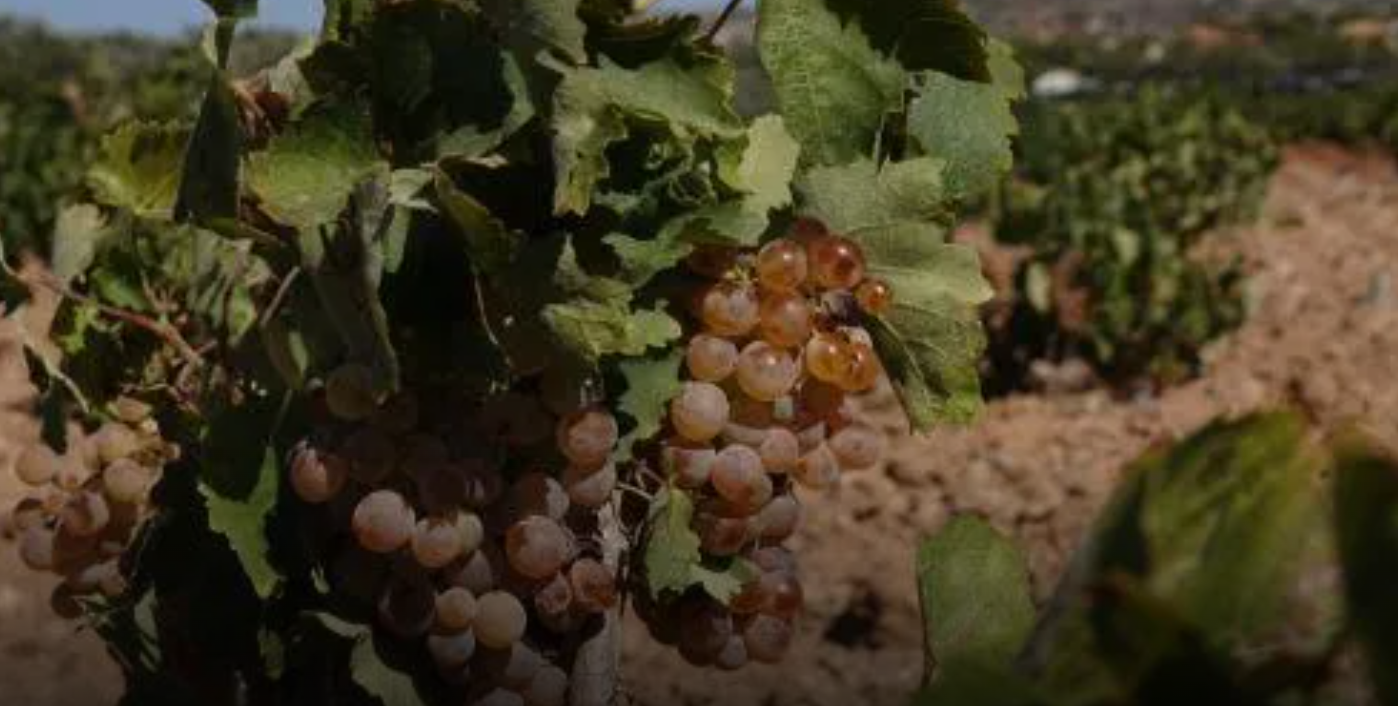 Alpha in Pitsilia: A terrible year for winegrowers; energy costs are unbearable for farmers