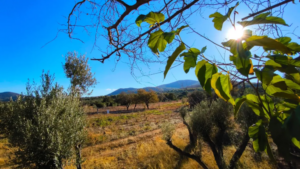 Thriller in Chania: Human remains found in a field; two missing women under scrutiny