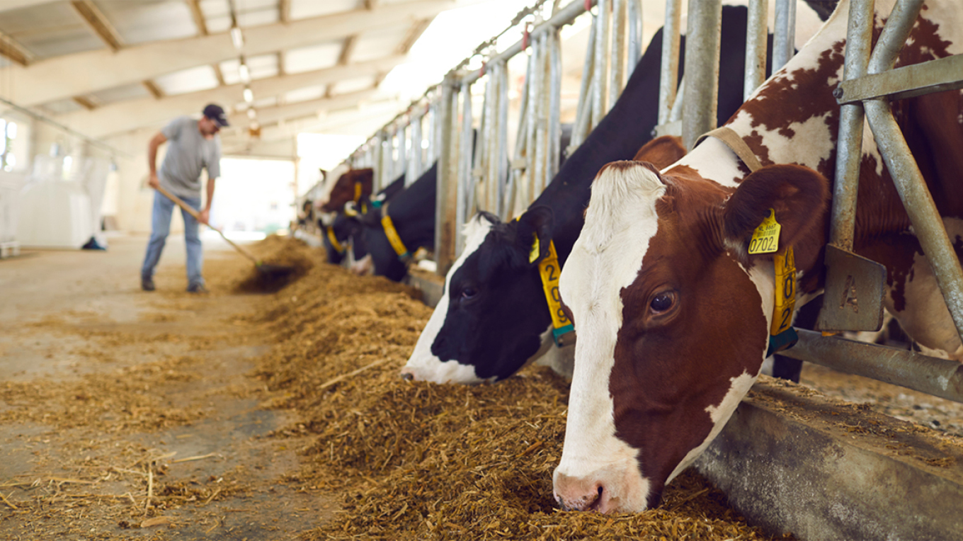 Another 3,000 cases on the foot-and-mouth disease “list”: They were identified over the summer, but had not been reported until now